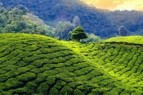 1668420901_888420-darjeeling.jpg