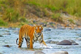 1668421154_235925-jim-corbett.jpg